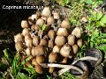 Coprinellus micaceus-amf510